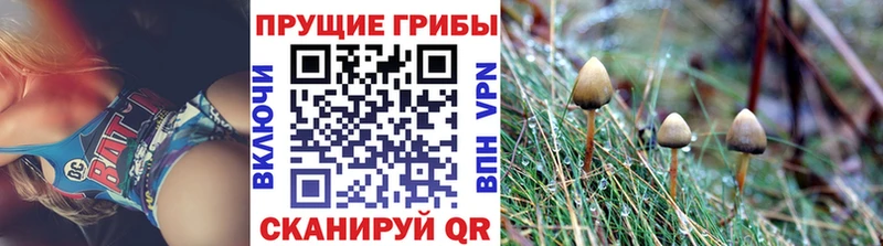 где продают наркотики  Алдан  Псилоцибиновые грибы GOLDEN TEACHER 
